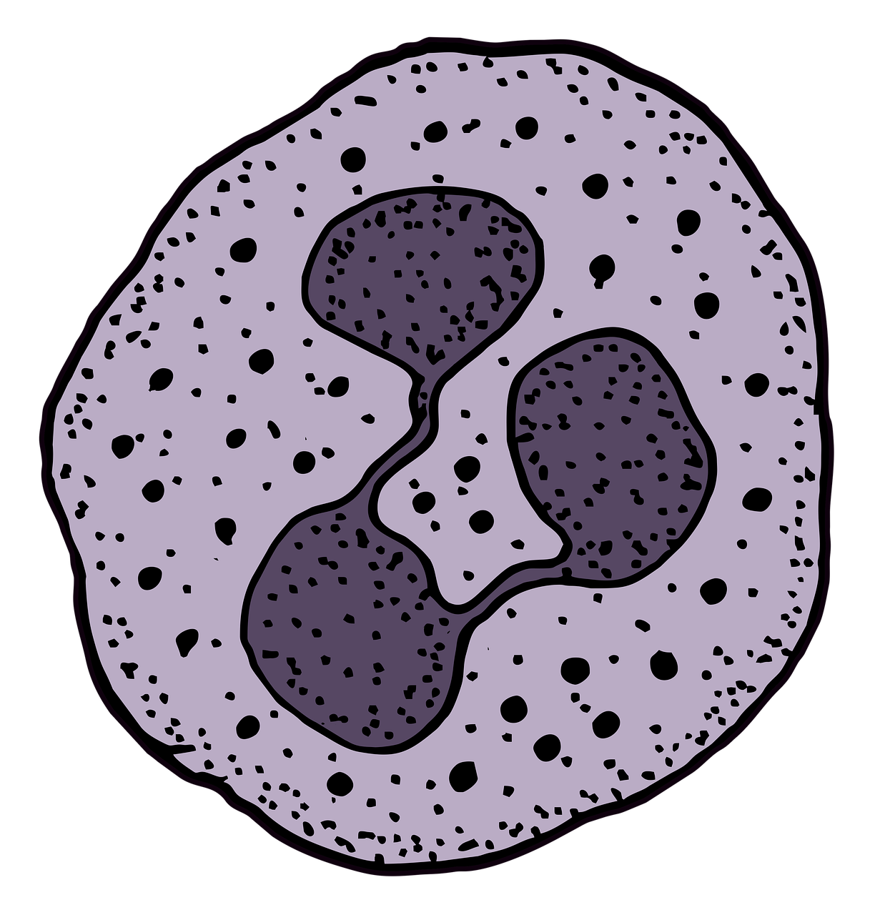 neutrophil, leukocyte, blood, Gamma Glutamyl Transferase