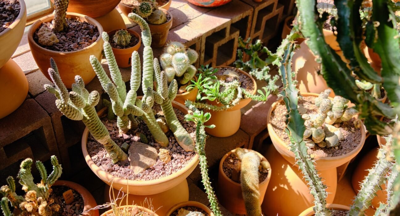 green cactus plants on brown clay pots