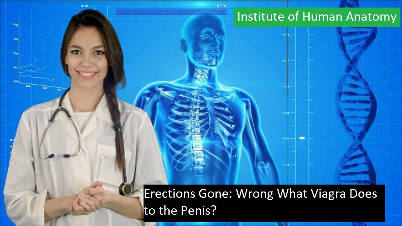 Erections Gone Wrong What Viagra Does to the Penis