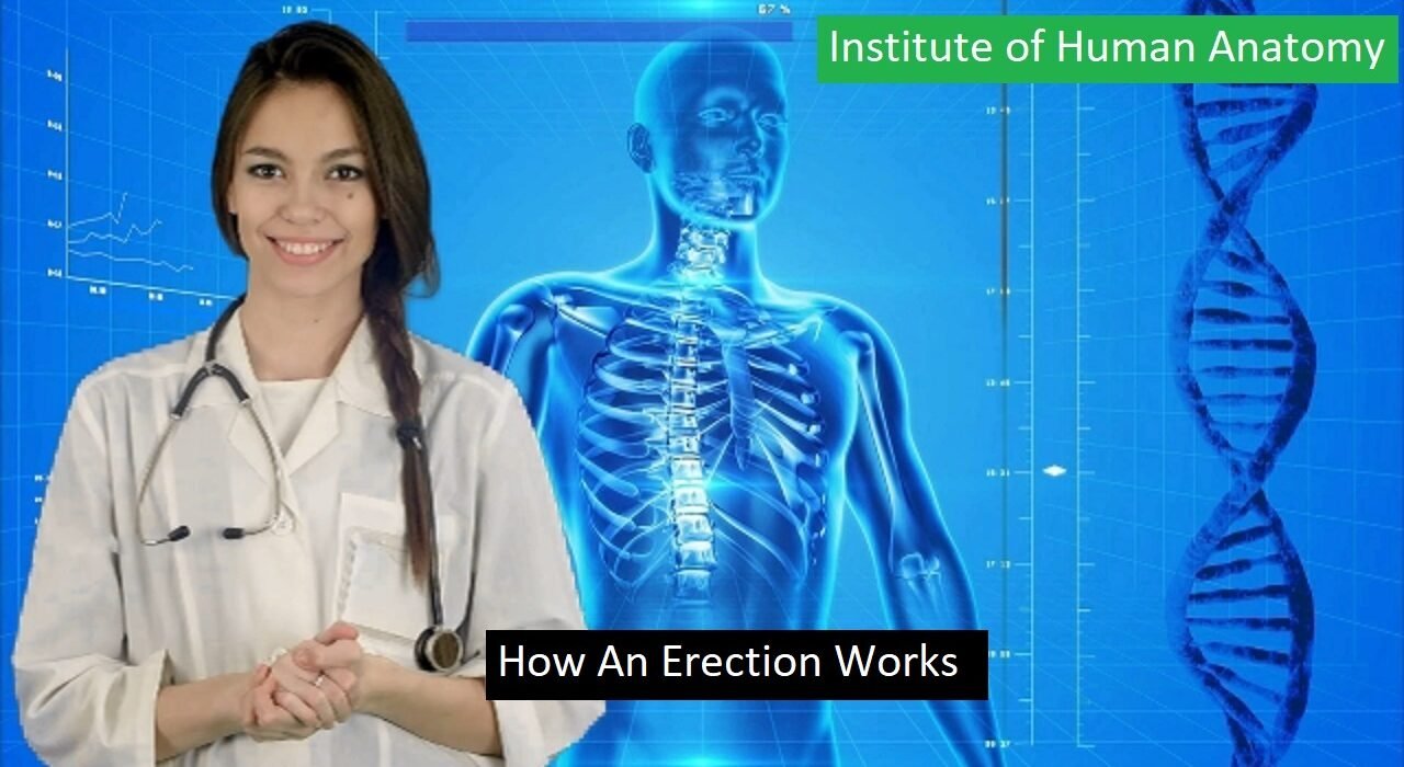 Erection