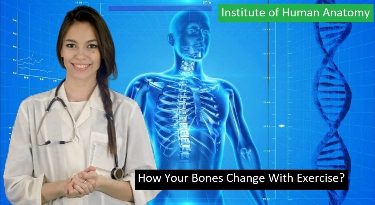 How Your Bones Change With Exercise