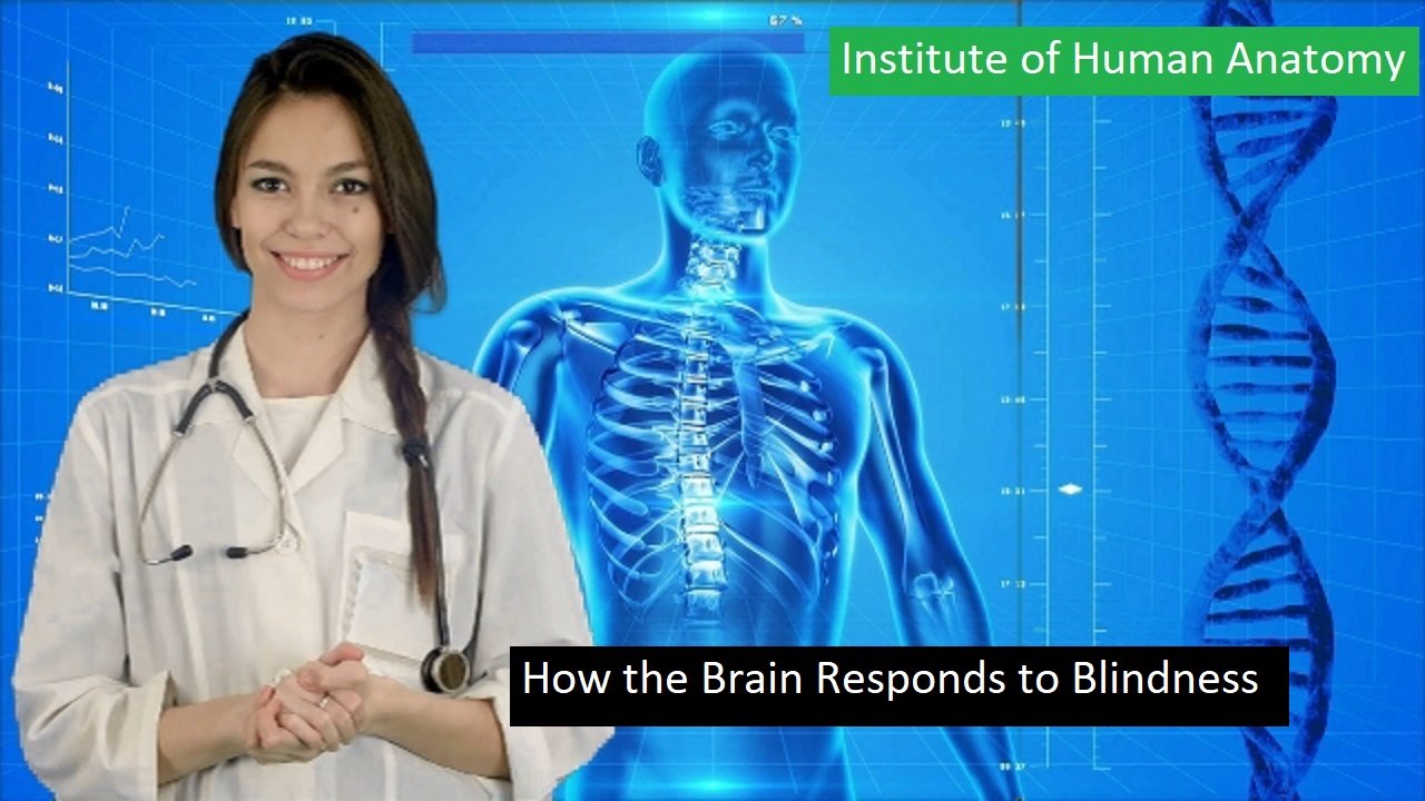How the Brain Responds to Blindness