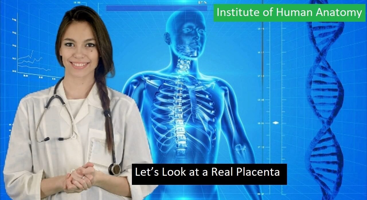 Let’s Look at a Real Placenta