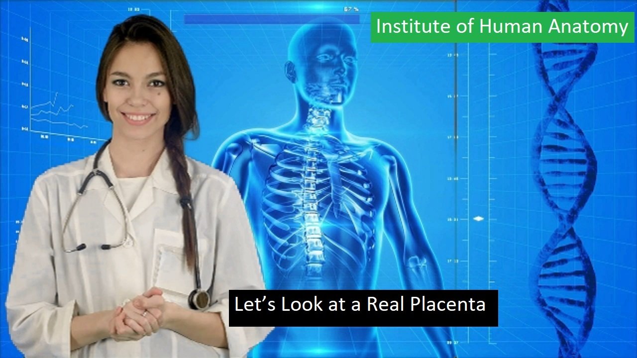 Let’s Look at a Real Placenta