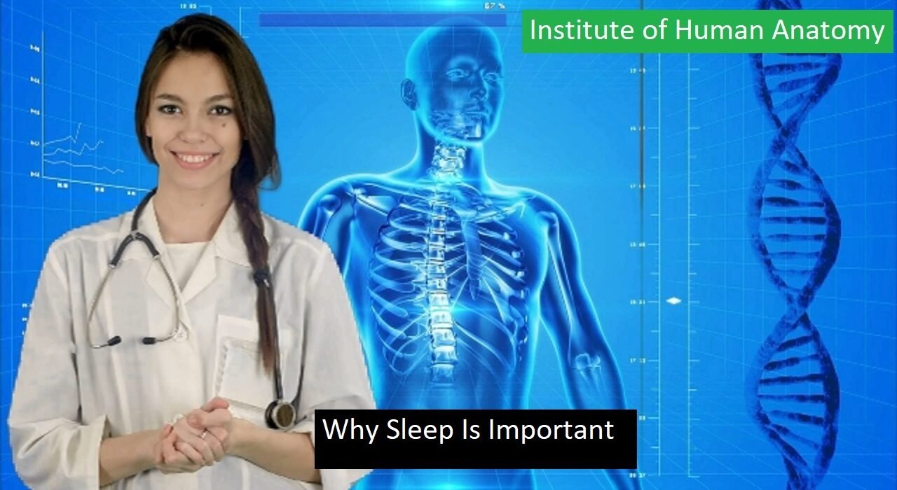 Why Sleep Is Important