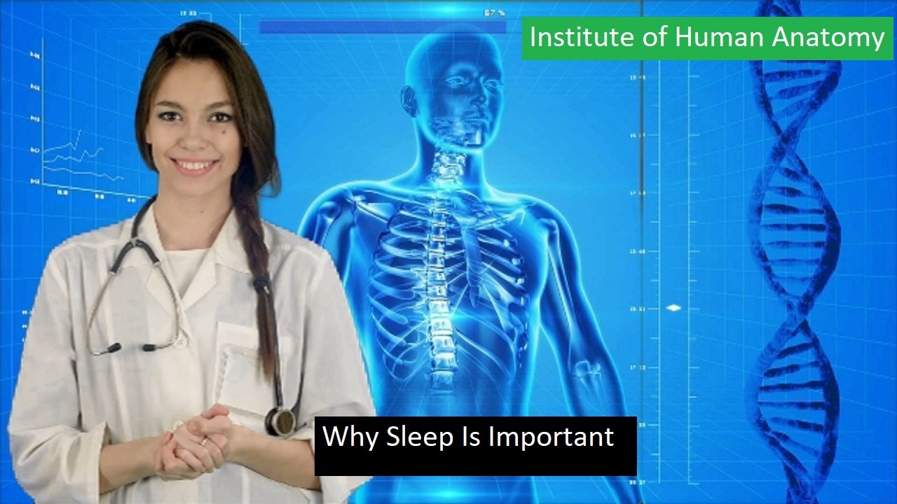 Why Sleep Is Important