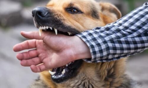 Dog Bite- Treatment, Infection, and Rabies Management