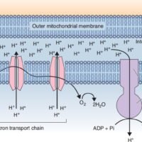 Cytoplasm and Organelles