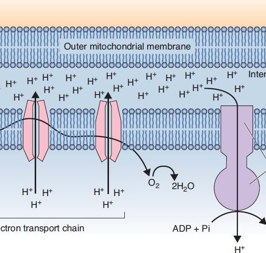 Cytoplasm and Organelles