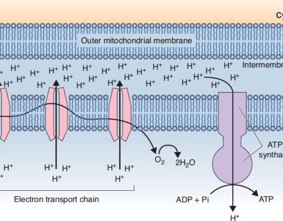 Cytoplasm and Organelles