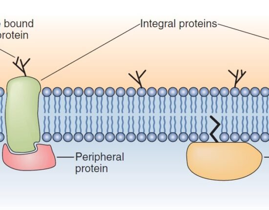 Plasma Membrane