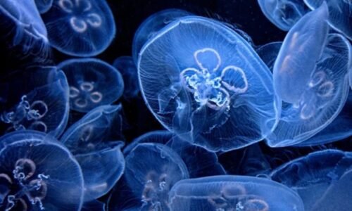 Jellyfish Stings Symptoms, First Aid, and Treatment