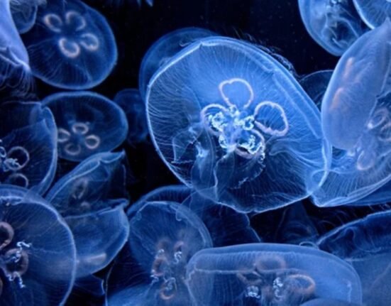 Jellyfish Stings Symptoms, First Aid, and Treatment