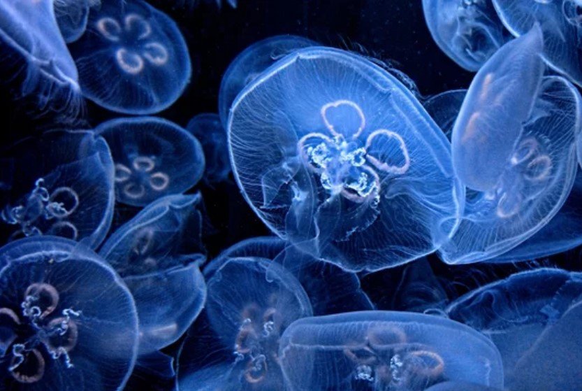 Jellyfish Stings Symptoms, First Aid, and Treatment